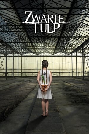 Black Tulip Season  2 online