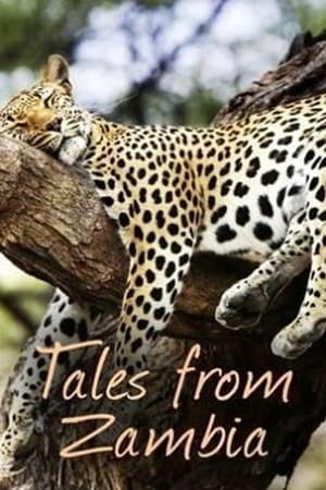 Tales from Zambia Online free