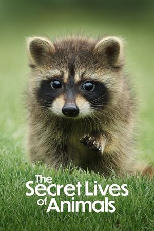 The Secret Lives of Animals Season  1 online